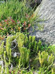 Image result for Lycopodiaceae