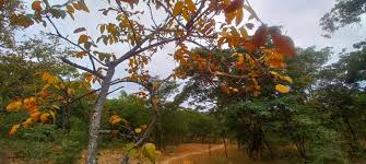 Image result for Lannea discolor