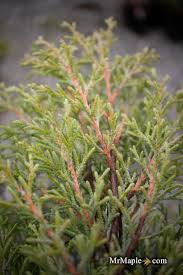 Image result for Cupressus macrocarpa