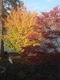 Kwanzan cherry tree in fall. Three Trees For The Best Fall Color Willow Ridge Garden Center Landscaping