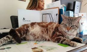 Adopt a pet from san diego county's helen woodward animal center today! Want To Adopt A Pet Here Are 5 Cool Kitties To Adopt Now In Riverside