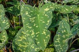 Search for alocasia hilo beauty at sprask. Alocasia Amazonica Hilo Beauty Florida Aquatic Nurseries