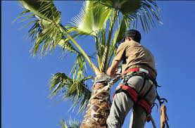 Read real reviews and see ratings for palm harbor, fl lawn care services for free! Local Professional Tree Removal Trimming Services Tree Removal Service Near Me Tree Removal Trimmings Emergency Operating Hours And More
