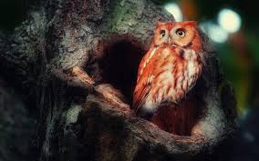 Hermosas Fotos De Buhos Madagascar Red Owl 185902 Hd Wallpaper Backgrounds Download I used the granular for my indoor plants.my plants is doing great with the. madagascar red owl