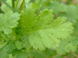 Image result for feverfew