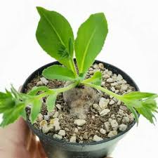 Image result for Aeollanthus subacaulis