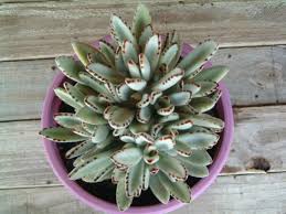 Kalanchoe Tomentosa Panda Plant World Of Succulents Succulents Succulents Indoor Plants