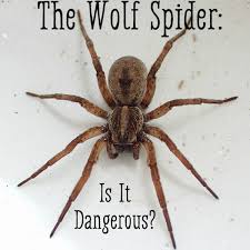 The venom of these spiders is not poisonous to the humans and most of the individuals do not bite symptoms. Identification And Treatment Of A Wolf Spider Bite Youmemindbody