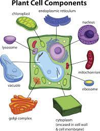 Lysosome Structure Biology Wise