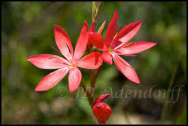 Image result for Hesperantha longicollis