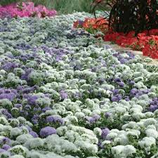 Not to mention, ageratum is one of the truest blue annuals you can find! High Tide Blue Ageratum
