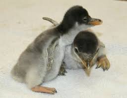 Over the years, it has become a day that has caused heartbreak, anger, tension and all other kinds of negative emotions. First Penguins Of The Season Hatch On Thanksgiving Day At Moody Gardens Zooborns