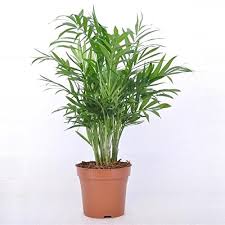 Parlor palm plant is a native of the rainforest of southern mexico and guatemala. Chamaedorea Elegans Parlour Palm Or Bamboo Palm Buy Online Green Souq Uae