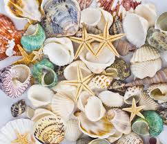 Mysterious conch is a mini quest in genshin impact 2.0. Amazon Com Famoby Sea Shells Mixed Beach Seashells Starfish For Beach Theme Party Wedding Decorations Diy Crafts Candle Making Fish Tank Vase Fillers Home Decorations Supplies 70 Pcs Home Kitchen