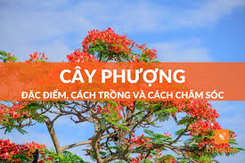 Cây Phượng: Đặc Điểm, Cách Trồng Và Cách Chăm Sóc – bTaskee