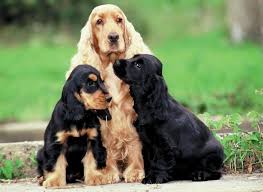 Cocker Spaniels Cocker Cocker Spaniel Anglais Chiot Cocker