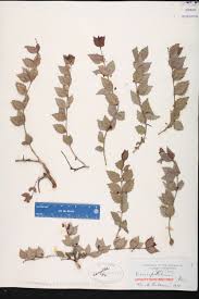 Image result for Crossopetalum