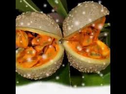 Image result for Voacanga chalotiana