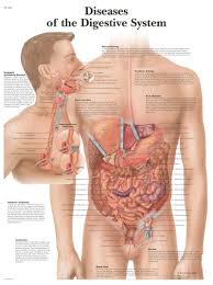 Diseases Of Digestive System Anatomical Chart