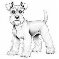 Realistic miniature schnauzer coloring page with distinct markings | Premium AI-generated image