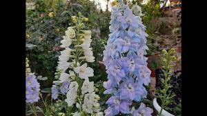 Como Cultivar Delphinium Espuela De Caballero Delfinio Delfinium Delphinium Elatum Youtube