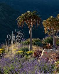 Image result for Aloidendron barberae