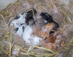 Pin On Rabbits