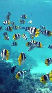 Blue Sea Fish Iphone 5s Wallpaper Fish Wallpaper Sea Fish Iphone Background Wallpaper