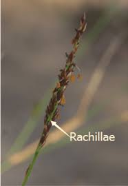 Image result for Aristida stenostachya