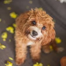 Cavoodles Or Cavapoos Are Comical Characters Who Are Always Happy When Included In Family Life Their Long Spaniel Like Tails Wag Vi Dogs Cavapoo Therapy Dogs