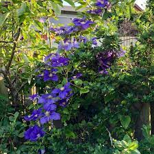 From june to september, this well known, large flowered clematis has a particularly free flowering habit making it ideal for adding colour to walls and fences throughout the summer. Clematis General Sikorski Clematis General Sikorski Uploaded By Valjones Hughes