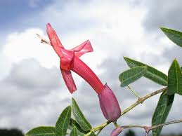 Image result for Dolichandra