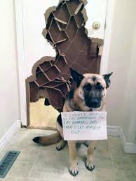 I Locked Myself In The Bathroom To Eat Diapers Then I Let Myself Out Animal Shaming Dog Shaming Funny Dog Shaming