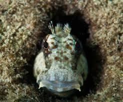 Pin On Marine Life