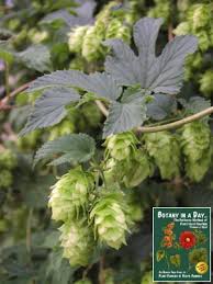 Image result for Cannabaceae