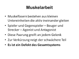 Muskelfaser besteht aus zahlreichen myofibrillen; Dehnen Stretching Ppt Video Online Herunterladen