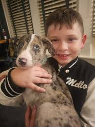 Danimal's Help rescues stray, injured animals in Endicott