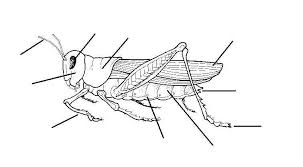 The term grasshopper is an imprecisely defined name referring most commonly to members of two orthopteran families: Grashopper Carapace Template Grasshopper Dissection Diagram Labeled Dissection Insect Anatomy Grasshopper Learn Vocabulary Terms And More With Flashcards Games And Other Study Tools