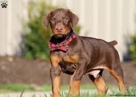 See puppy pictures, health information and reviews. Doberman Pinscher Puppies For Sale Greenfield Puppies