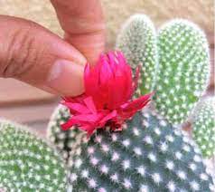 Cactus plants that sometimes bloom pink include. Do Stores Glue Fake Flowers On Cactus Why And What To Do Succulent Plant Care