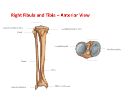 Labeled human forearm radius and ulna bone anatomy wall. The Skeletal System Labelling The Bones Ppt Video Online Download