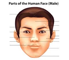 Learn different parts of the body in english with pictures: Parts Of A Human Face Partes De La Cara Humana Diagram Quizlet