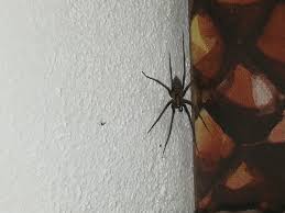 Aranha de pernas longas (pholcus gpa brasil. Que Especie E Esta Aranha De Casa Wilder