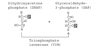 Glycolysis Explained In 10 Easy Steps With Diagrams