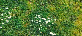 Vidéo comment refaire une belle pelouse. Refaire Un Gazon Abime Conseils Et Astuces Cmonjardinier