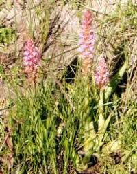 Image result for Satyrium carsonii