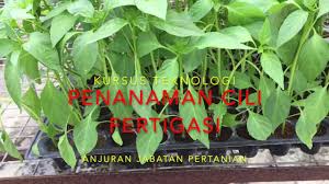 Select the following files that you wish to download or play stream, if you do not find them, please search only for artist, song, video title. Cara Tanam Pokok Cili Padi Dalam Pasu Polybag Atas Tanah