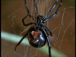 The females are well known for their distinctive black and red coloring and for the fact that they will occasionally eat their mate after. Black Widow Scorpion Usa Sd Stock Video 111 539 910 Framepool Stock Footage