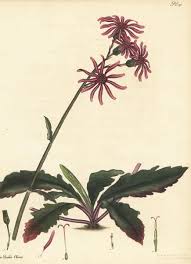 Image result for Gynura pseudochina