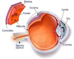 Esclerótica o blanco de los ojos: principales enfermedades